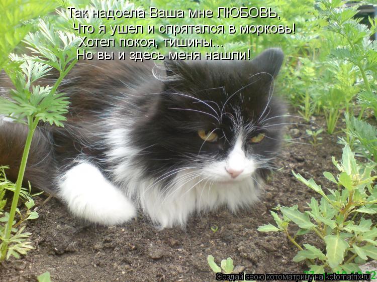 Так надоела Ваша мне ЛЮБОВЬ, Что я ушел и спрятался в морковь! Хотел покоя, тишины... Но вы и здесь м... Котоматрица: Так надоела Ваша мне ЛЮБОВЬ, Что я ушел и спрятался в морковь! Хотел покоя, тишины... Но вы и здесь меня нашли!
