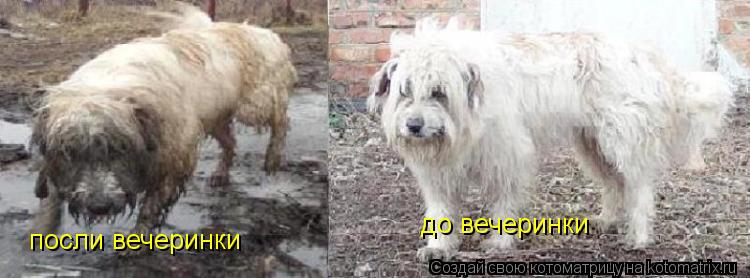 до вечеринки посли вечеринки... Котоматрица: до вечеринки посли вечеринки
