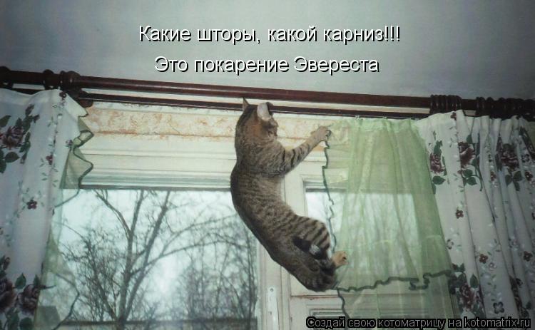 Какие шторы, какой карниз!!! Это покарение Эвереста Какие шторы, какой карниз!!!... Котоматрица: Какие шторы, какой карниз!!! Это покарение Эвереста Какие шторы, какой карниз!!!