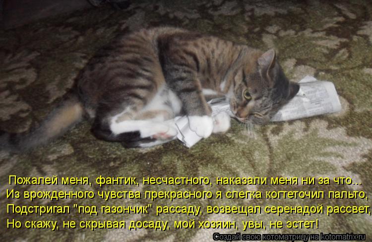 Пожалей меня, фантик, несчастного, наказали меня ни за что... Из врожденного чувства прекрасного я сл... Котоматрица: Пожалей меня, фантик, несчастного, наказали меня ни за что... Из врожденного чувства прекрасного я слегка когтеточил пальто, Подстригал "под