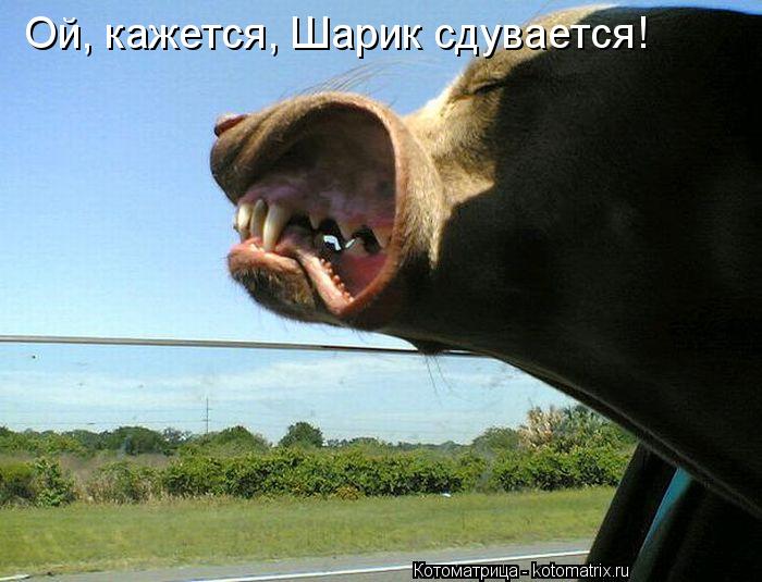 Ой, кажется, Шарик сдувается!... Котоматрица: Ой, кажется, Шарик сдувается!