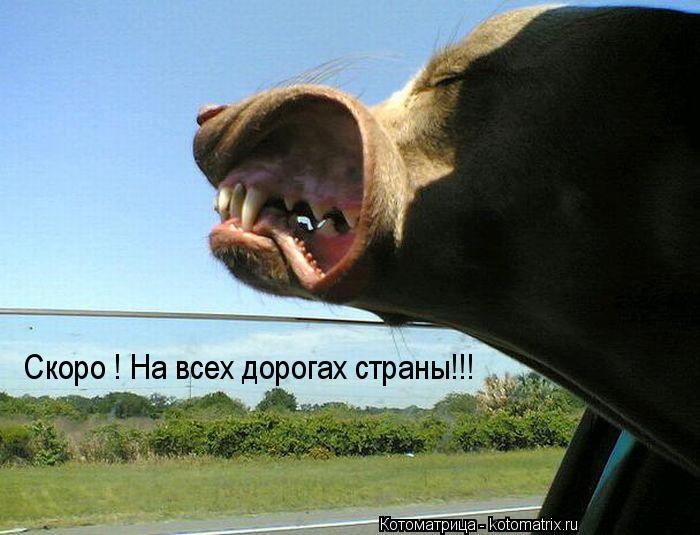 Скоро ! На всех дорогах страны!!!... Котоматрица: Скоро ! На всех дорогах страны!!!