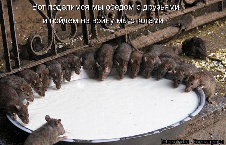 Вот поделимся мы обедом с друзьями и пойдём на войну мы с котами... Котоматрица: Вот поделимся мы обедом с друзьями и пойдём на войну мы с котами