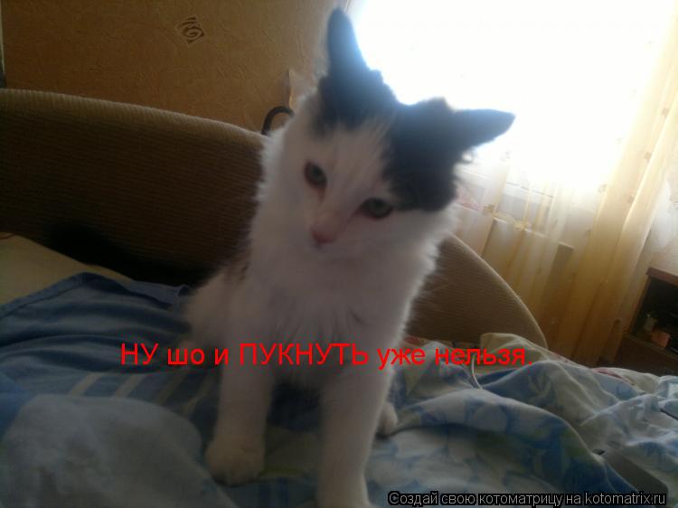 НУ шо и ПУКНУТЬ уже нельзя.... Котоматрица: НУ шо и ПУКНУТЬ уже нельзя.