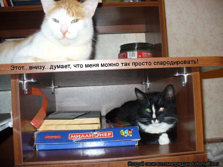 Этот...внизу...думает, что меня можно так просто спародировать!... Котоматрица: Этот...внизу...думает, что меня можно так просто спародировать!