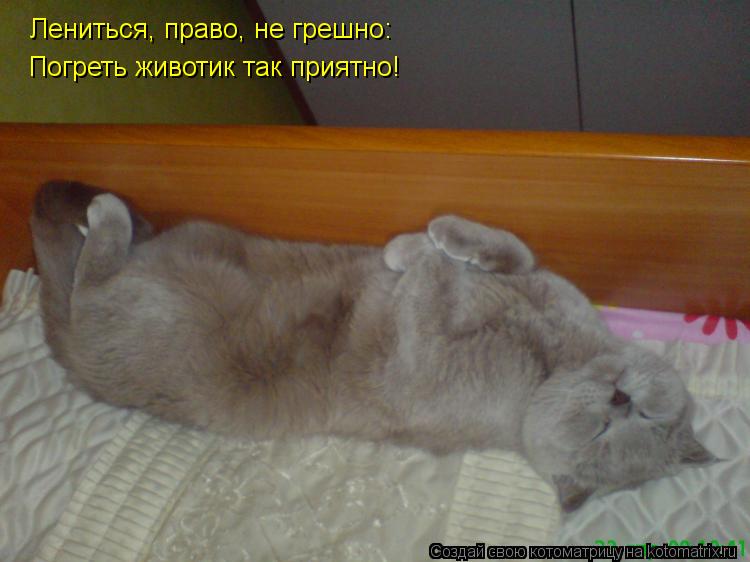 Лениться, право, не грешно: Погреть животик так приятно!... Котоматрица: Лениться, право, не грешно: Погреть животик так приятно!