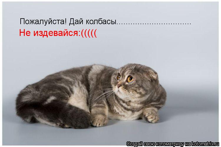 Пожалуйста! Дай колбасы................................ Не издевайся:(((((... Котоматрица: Пожалуйста! Дай колбасы................................ Не издевайся:(((((