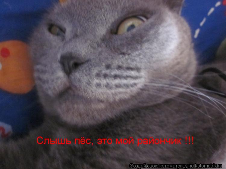 Слышь пёс, это мой райончик !!!... Котоматрица: Слышь пёс, это мой райончик !!!