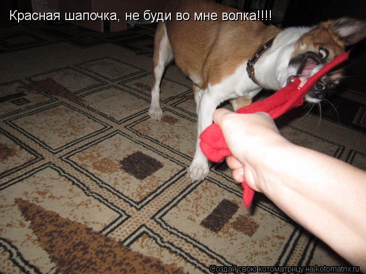 Красная шапочка, не буди во мне волка!!!!... Котоматрица: Красная шапочка, не буди во мне волка!!!!