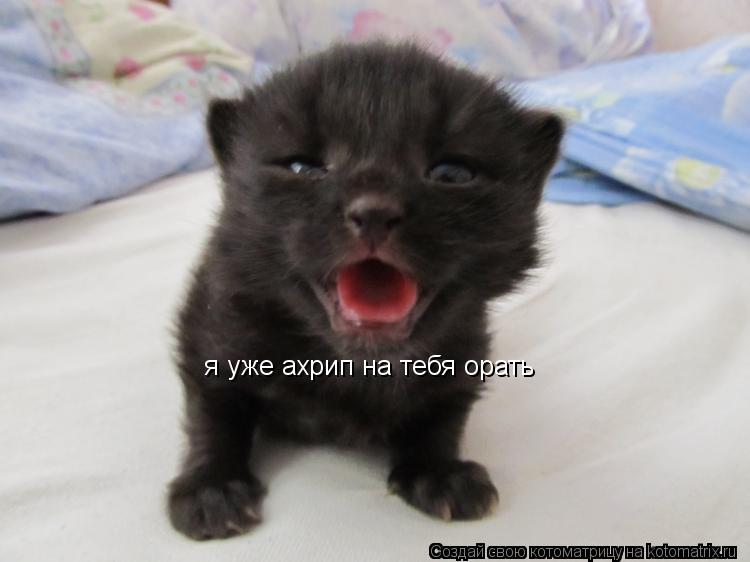 я уже ахрип на тебя орать... Котоматрица: я уже ахрип на тебя орать