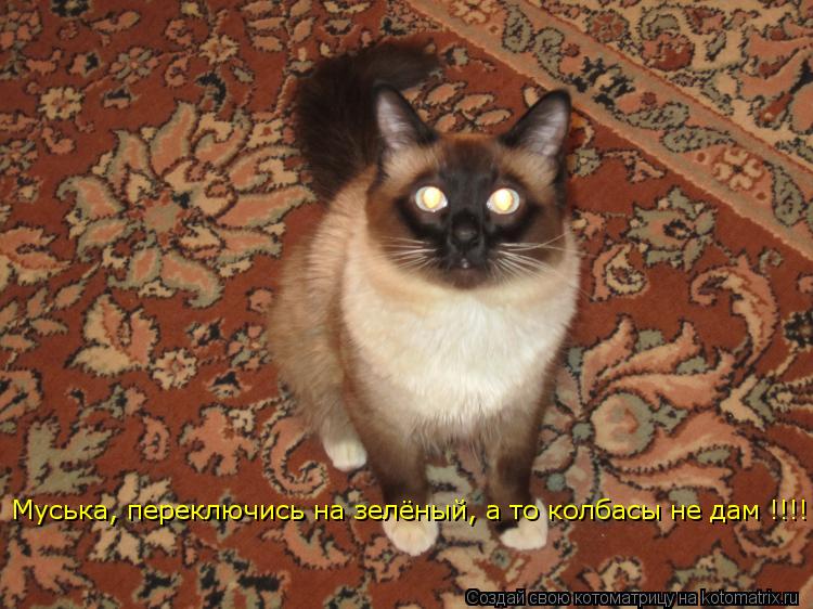 Муська, переключись на зелёный, а то колбасы не дам !!!!... Котоматрица: Муська, переключись на зелёный, а то колбасы не дам !!!!