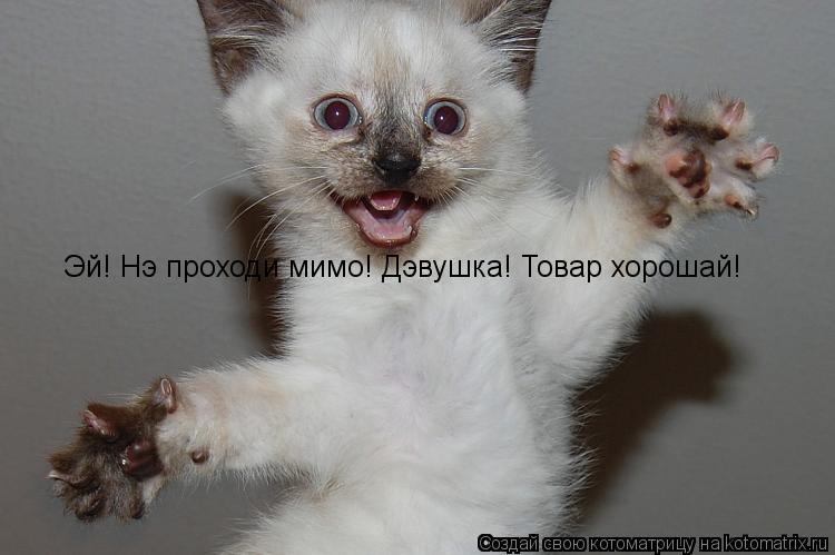 Эй! Нэ проходи мимо! Дэвушка! Товар хорошай!... Котоматрица: Эй! Нэ проходи мимо! Дэвушка! Товар хорошай!