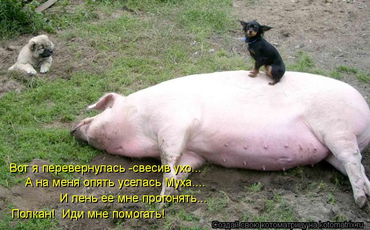 Вот я перевернулась -свесив ухо... А на меня опять уселась Муха.... И лень ее мне прогонять... Полка... Котоматрица: Вот я перевернулась -свесив ухо... А на меня опять уселась Муха.... И лень ее мне прогонять... Полкан! Иди мне помогать!