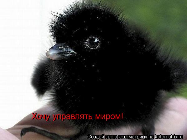 Котоматрица: Хочу управлять миром! Хочу управлять миром!