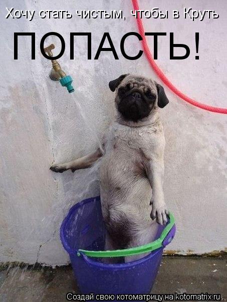 Котоматрица: Хочу стать чистым, чтобы в Круть ПОПАСТЬ!