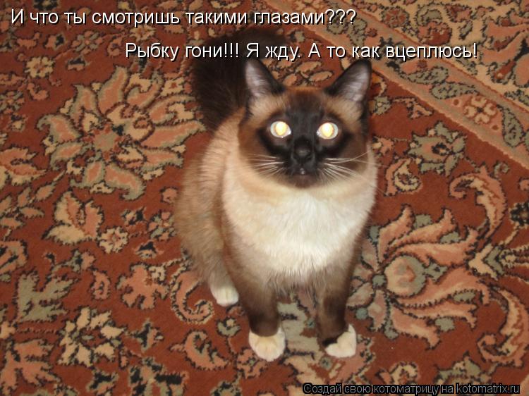 Котоматрица: И что ты смотришь такими глазами??? Рыбку гони!!! Я жду. А то как вцеплюсь!
