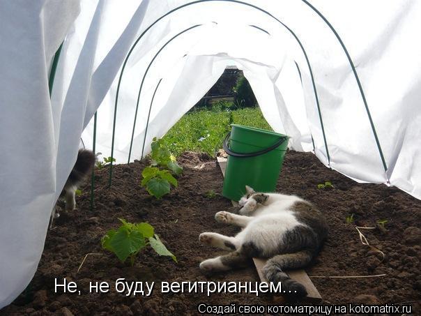 Котоматрица: Не, не буду вегитрианцем...
