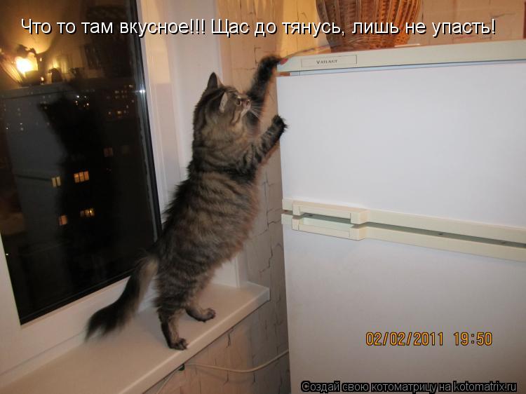 Котоматрица: Что то там вкусное!!! Щас до тянусь, лишь не упасть!