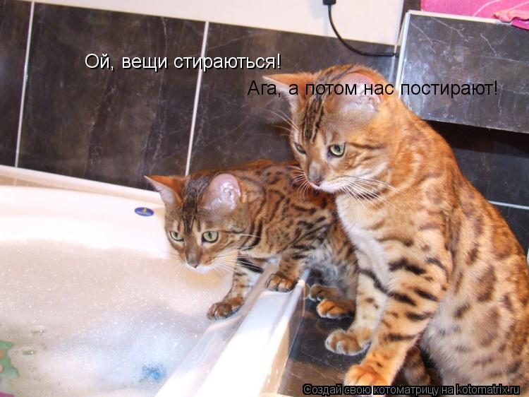 Котоматрица: Ой, вещи стираються! Ага, а потом нас постирают!