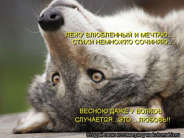 СТИХИ НЕМНОЖКО СОЧИНЯЮ... ЛЕЖУ ВЛЮБЛЕННЫЙ И МЕЧТАЮ.... СЛУЧАЕТСЯ...ЭТО ...ЛЮБОВЬ!! ВЕСНОЮ ДАЖЕ У ВОЛК... Котоматрица: СТИХИ НЕМНОЖКО СОЧИНЯЮ... ЛЕЖУ ВЛЮБЛЕННЫЙ И МЕЧТАЮ.... СЛУЧАЕТСЯ...ЭТО ...ЛЮБОВЬ!! ВЕСНОЮ ДАЖЕ У ВОЛКОВ