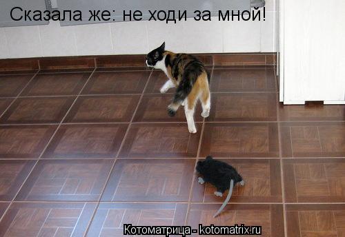 Котоматрица: Сказала же: не ходи за мной!