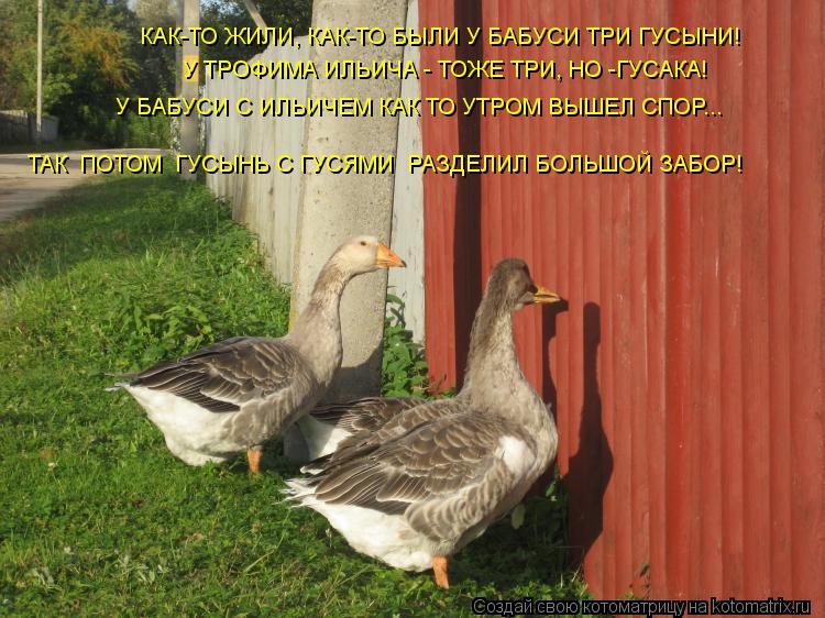 Котоматрица: КАК-ТО ЖИЛИ, КАК-ТО БЫЛИ У БАБУСИ ТРИ ГУСЫНИ!  У ТРОФИМА ИЛЬИЧА - ТОЖЕ ТРИ, НО -ГУСАКА! У БАБУСИ С ИЛЬИЧЕМ КАК ТО УТРОМ ВЫШЕЛ СПОР... ТАК  ПОТОМ  ГУ