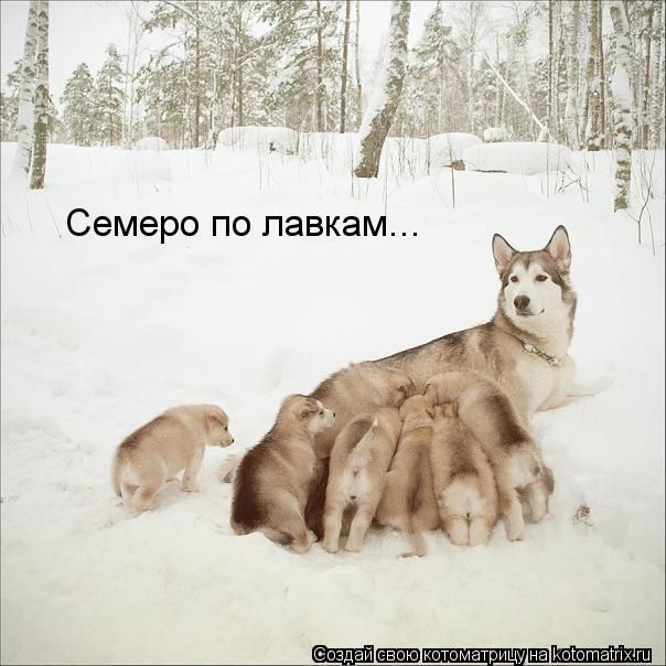 Котоматрица: Семеро по лавкам...