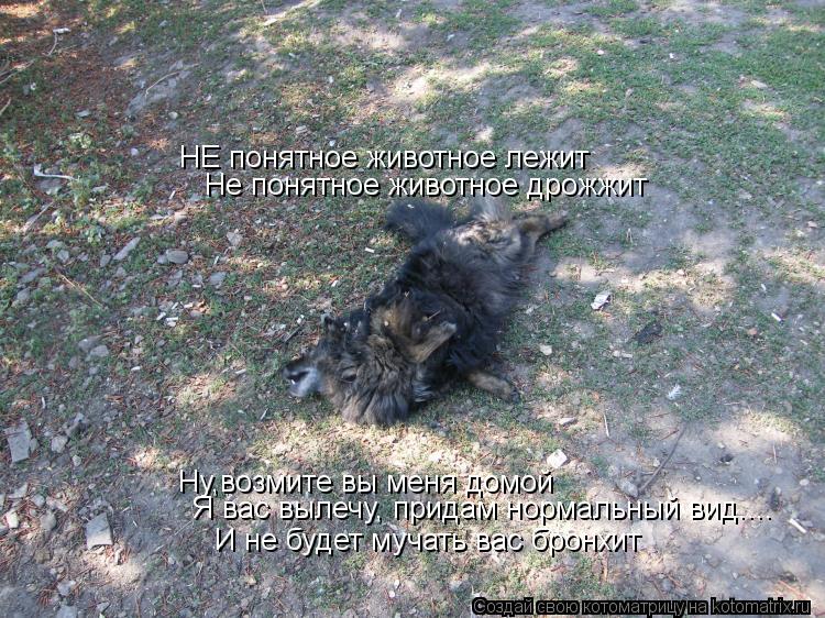 Котоматрица: НЕ понятное животное лежит Не понятное животное дрожжит Ну,возмите вы меня домой Я вас вылечу, придам нормальный вид....  И не будет мучать ва