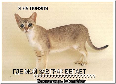 Котоматрица: я не поняла ГДЕ МОЙ ЗАВТРАК БЕГАЕТ ?????????????????????