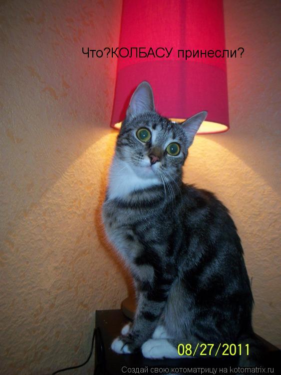 Котоматрица: Что?КОЛБАСУ принесли?
