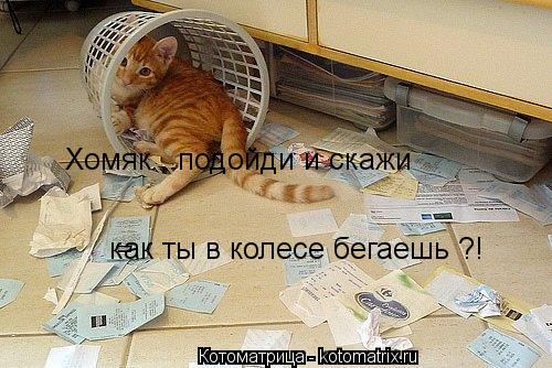 Котоматрица: Хомяк , подойди и скажи  как ты в колесе бегаешь ?!