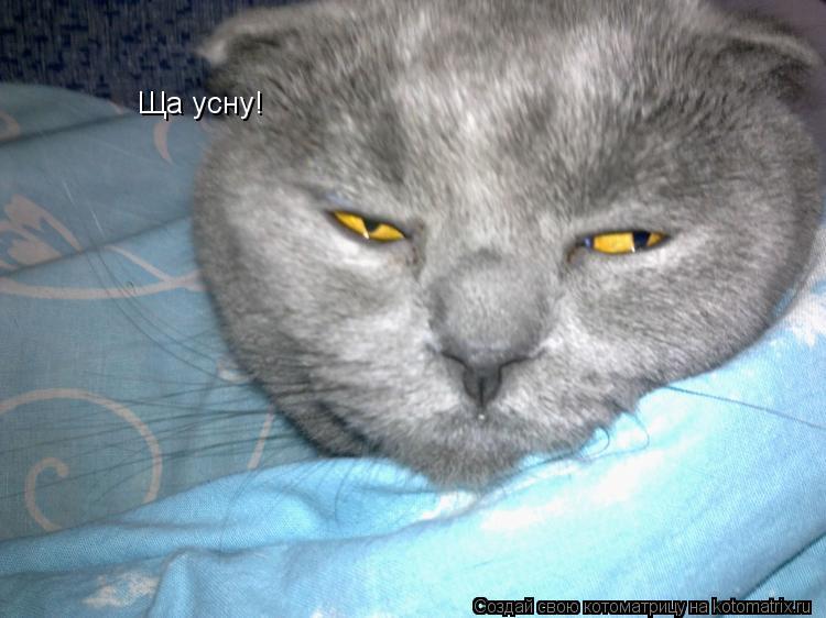 Котоматрица: Ща усну!