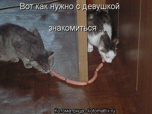 Котоматрица: Вот как нужно с девушкой  знакомиться ....