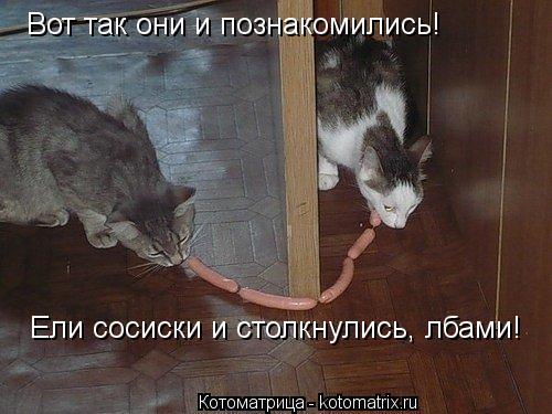 Вот так они и познакомились! Ели сосиски и столкнулись, лбами!... Котоматрица: Вот так они и познакомились! Ели сосиски и столкнулись, лбами!