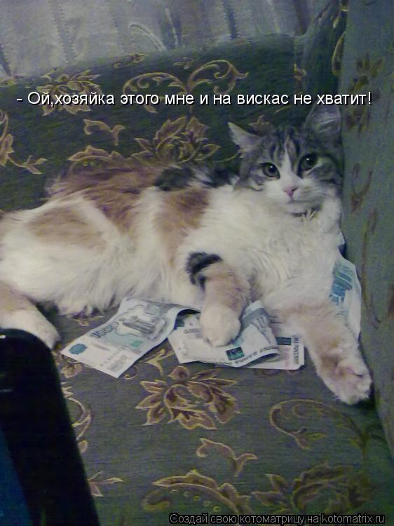 - Ой,хозяйка этого мне и на вискас не хватит!... Котоматрица: - Ой,хозяйка этого мне и на вискас не хватит!