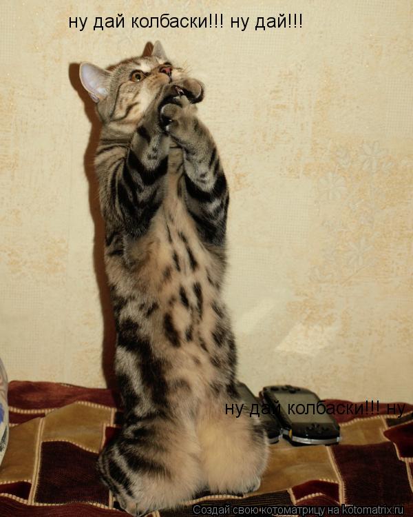ну дай колбаски!!! ну дай!!! ну дай колбаски!!! ну дай!!!... Котоматрица: ну дай колбаски!!! ну дай!!! ну дай колбаски!!! ну дай!!!