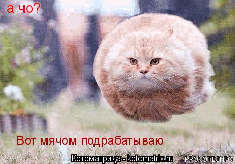 а чо? Вот мячом подрабатываю... Котоматрица: а чо? Вот мячом подрабатываю