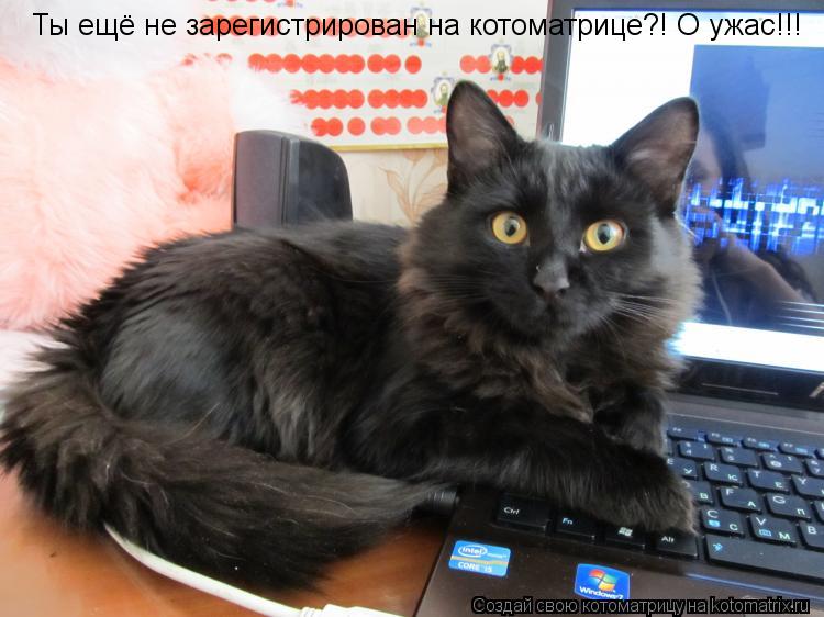 Котоматрица: Ты ещё не зарегистрирован на котоматрице?! О ужас!!!