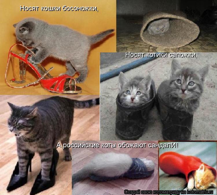 Котоматрица: Носят кошки босоножки, Носят котики сапожки, А российские коты обожают сандалИ!