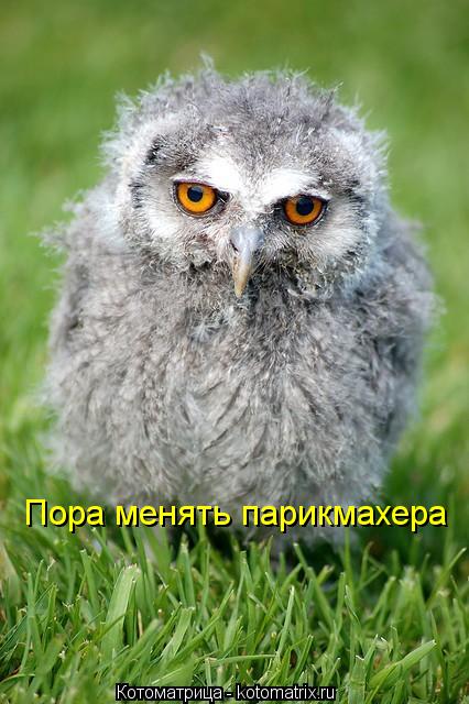 Пора менять парикмахера... Котоматрица: Пора менять парикмахера