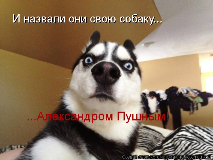 ...Александром Пушным! И назвали они свою собаку...... Котоматрица: ...Александром Пушным! И назвали они свою собаку...