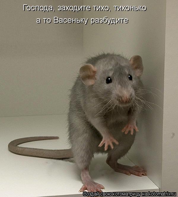 Господа, заходите тихо, тихонько а то Васеньку разбудите... Котоматрица: Господа, заходите тихо, тихонько а то Васеньку разбудите