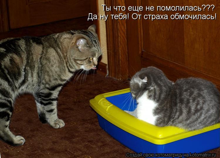 Ты что еще не помолилась??? Да ну тебя! От страха обмочилась!... Котоматрица: Ты что еще не помолилась??? Да ну тебя! От страха обмочилась!