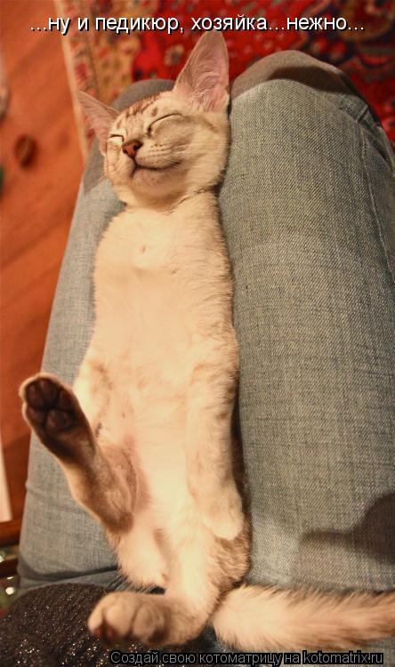 ...ну и педикюр, хозяйка...нежно...... Котоматрица: ...ну и педикюр, хозяйка...нежно...