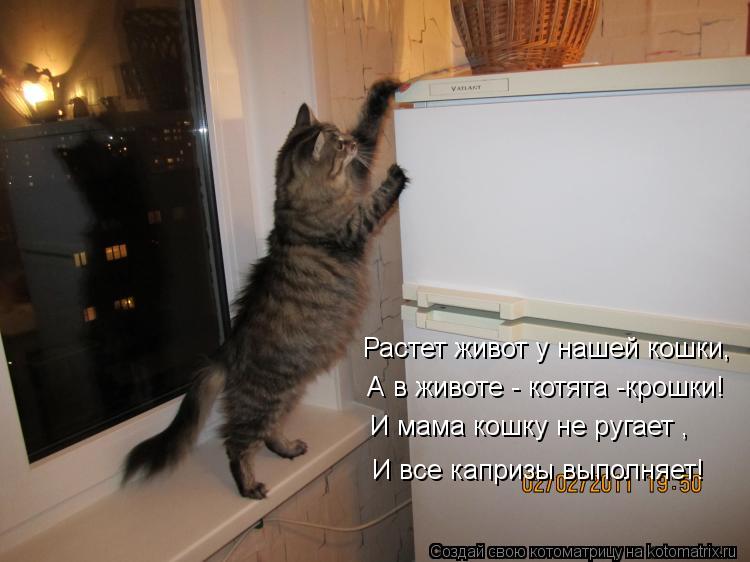 Растет живот у нашей кошки, А в животе - котята -крошки! И мама кошку не ругает , И все капризы выпол... Котоматрица: Растет живот у нашей кошки, А в животе - котята -крошки! И мама кошку не ругает , И все капризы выполняет!