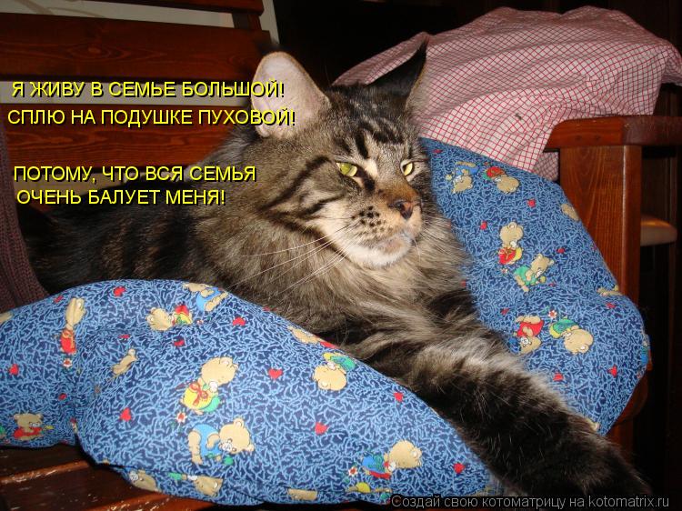 Котоматрица: ОЧЕНЬ БАЛУЕТ МЕНЯ! ПОТОМУ, ЧТО ВСЯ СЕМЬЯ СПЛЮ НА ПОДУШКЕ ПУХОВОЙ! Я ЖИВУ В СЕМЬЕ БОЛЬШОЙ!