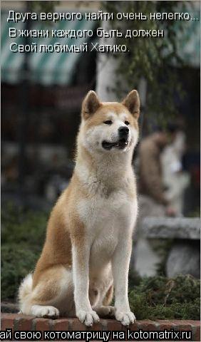 Котоматрица: Друга верного найти очень нелегко... В жизни каждого быть должен Свой любимый Хатико.