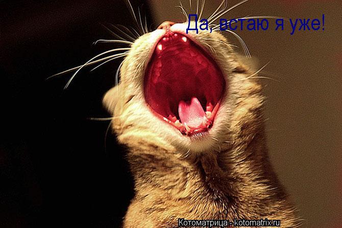Котоматрица: Да, встаю я уже!