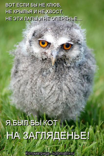 ВОТ ЕСЛИ БЫ НЕ КЛЮВ, НЕ КРЫЛЬЯ И НЕ ХВОСТ, НЕ ЭТИ ЛАПЫ И НЕ ОПЕРЕНЬЕ.... Я БЫЛ БЫ КОТ НА ЗАГЛЯДЕНЬЕ!... Котоматрица: ВОТ ЕСЛИ БЫ НЕ КЛЮВ, НЕ КРЫЛЬЯ И НЕ ХВОСТ, НЕ ЭТИ ЛАПЫ И НЕ ОПЕРЕНЬЕ.... Я БЫЛ БЫ КОТ НА ЗАГЛЯДЕНЬЕ!