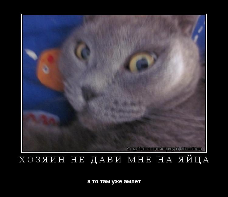 хозяин не дави мне на яйца а то там уже амлет... Котоматрица: хозяин не дави мне на яйца а то там уже амлет